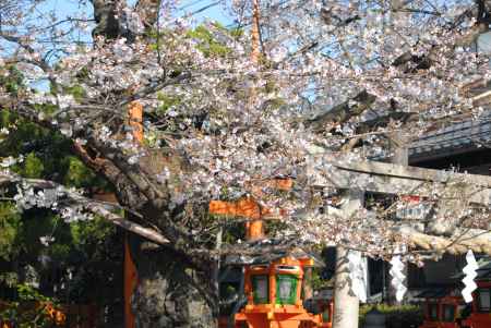 辰巳大明神鳥居の横の桜