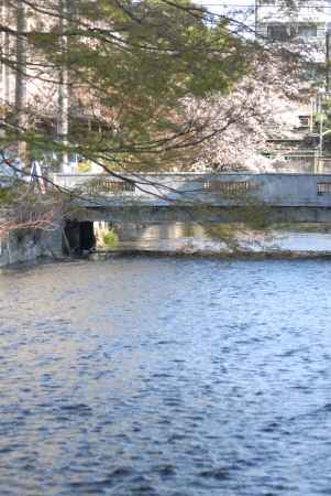 川に架かる橋と桜