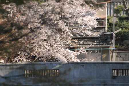 満開の桜と民家