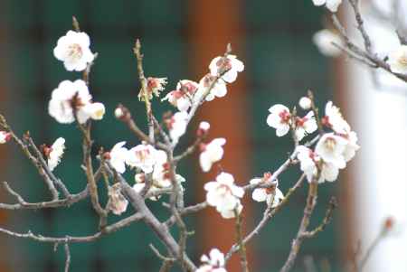 長岡天満宮の白梅