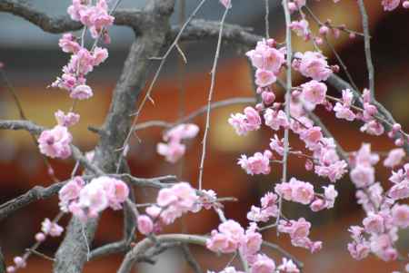 ピンク色の八重枝垂れ梅