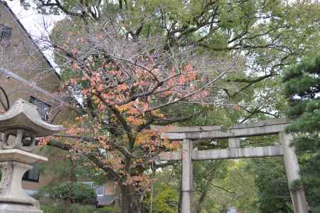 藤森神社の鳥居と紅葉と石灯籠