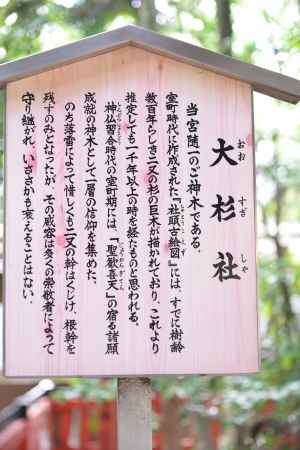 北野天満宮大杉社２