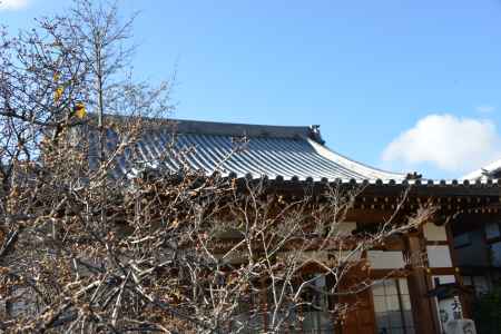 大蓮寺　蝋梅８