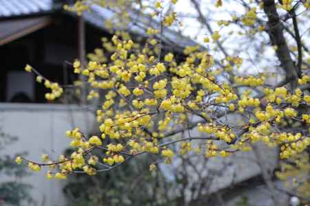 大蓮寺　蝋梅　曇り６