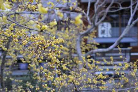大蓮寺　蝋梅　曇り10
