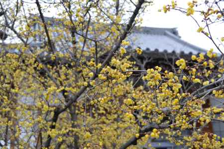 大蓮寺　蝋梅　曇り15