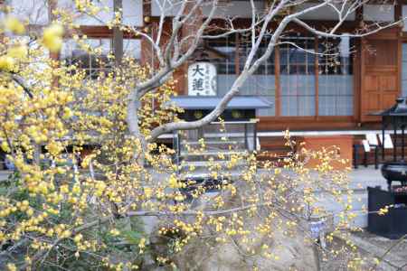 大蓮寺　蝋梅　曇り19