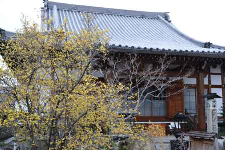 大蓮寺　蝋梅　曇り24