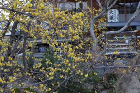 大蓮寺　蝋梅　曇り38