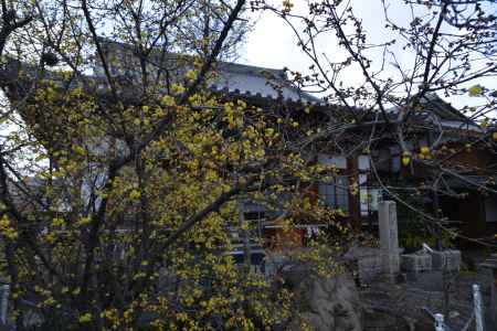 大蓮寺　蝋梅　曇り40