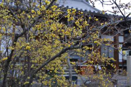 大蓮寺　蝋梅　曇り41