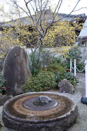 大蓮寺　蝋梅　曇り44
