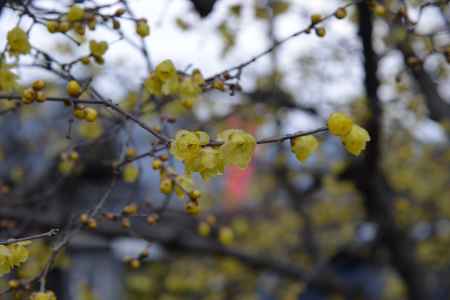 大蓮寺　蝋梅　曇り50