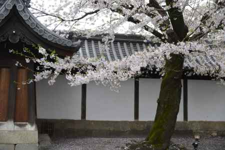 佛光寺　桜１５