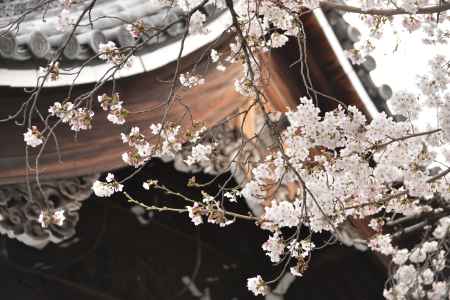 佛光寺　桜１８