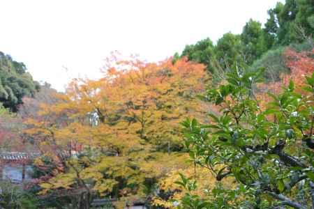 泉涌寺　紅葉２