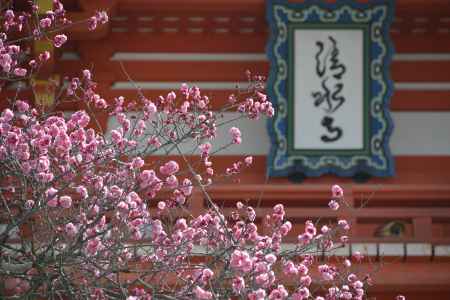 清水寺　仁王門と梅3