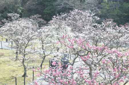 梅林公園１