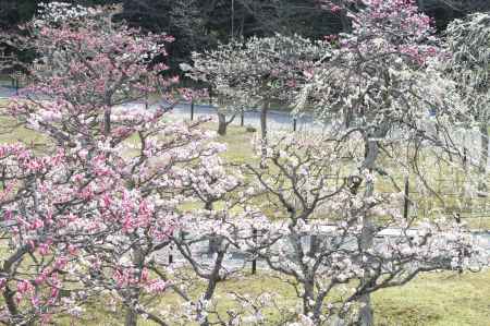 梅林公園３