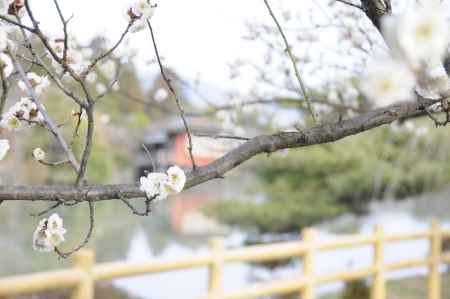 2015長岡天満宮 梅1