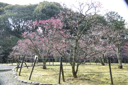 長岡天満宮2015 梅10