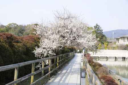 長岡天満宮2015 梅２０