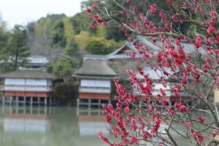 長岡天満宮2015 梅２７
