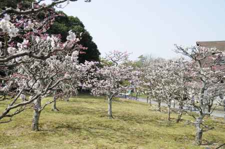 長岡天満宮2015 梅３２
