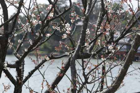 長岡天満宮2015 梅３８