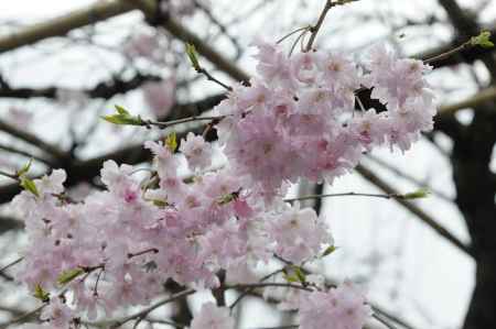 佛光寺　桜１