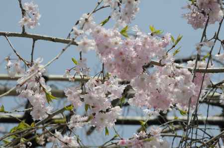 佛光寺　桜３