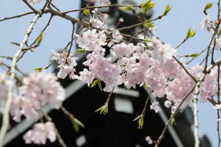 佛光寺　桜４