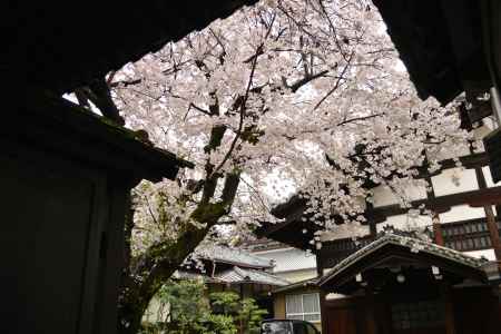 佛光寺　2017桜７