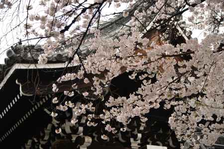 佛光寺　2017桜８