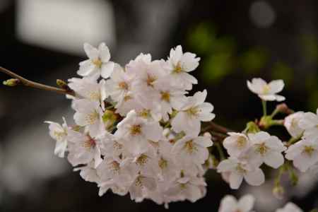 佛光寺　2017桜１０