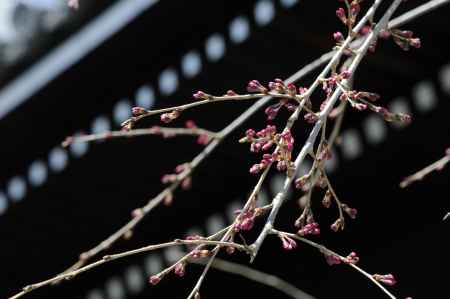 佛光寺　2018つぼみ３