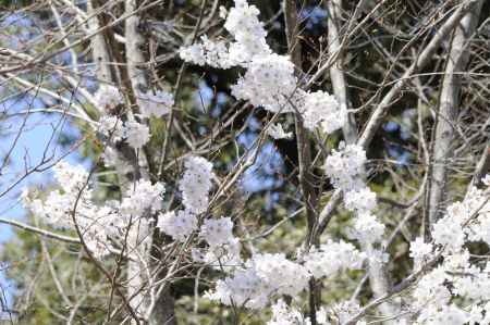 京都府立植物園　2018桜１