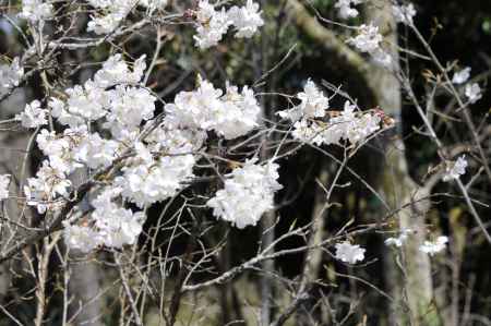 京都府立植物園　2018桜5