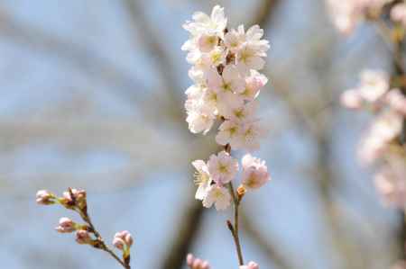 京都府立植物園　2018桜6