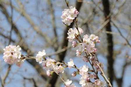 京都府立植物園　2018桜7