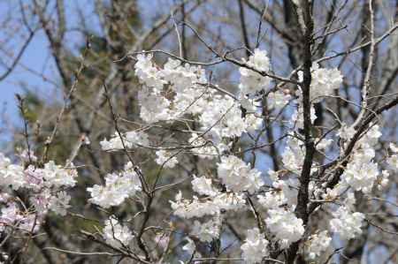 京都府立植物園　2018桜8