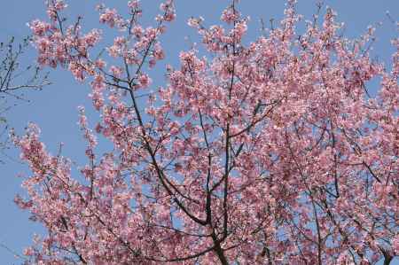 京都府立植物園　2018桜10