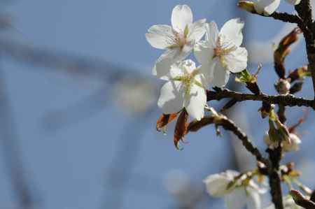 京都府立植物園　2018桜13