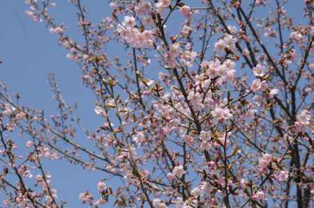 京都府立植物園　2018桜14