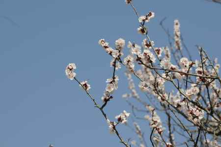 京都府立植物園　2018桜17