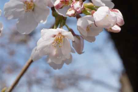 円山公園　桜の花1