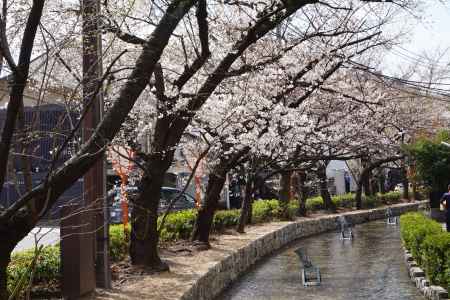 高瀬川と桜並木1