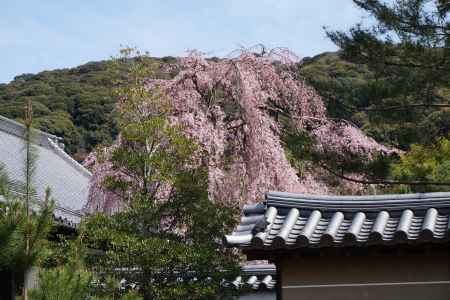 高台寺　桜1