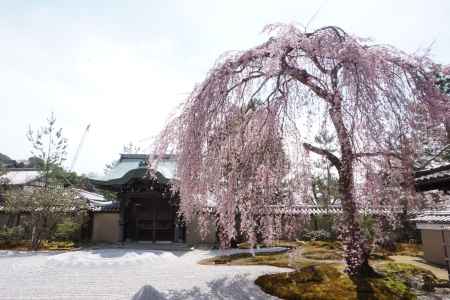 高台寺　方丈前庭のしだれ桜1